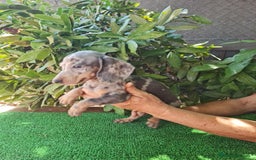 Teckel Miniatura perros en venta: Teckel arlequín mini - Imagen 4