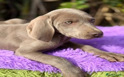 Weimaraner perros en venta: Braco de Weimar disponible - Anuncio 2
