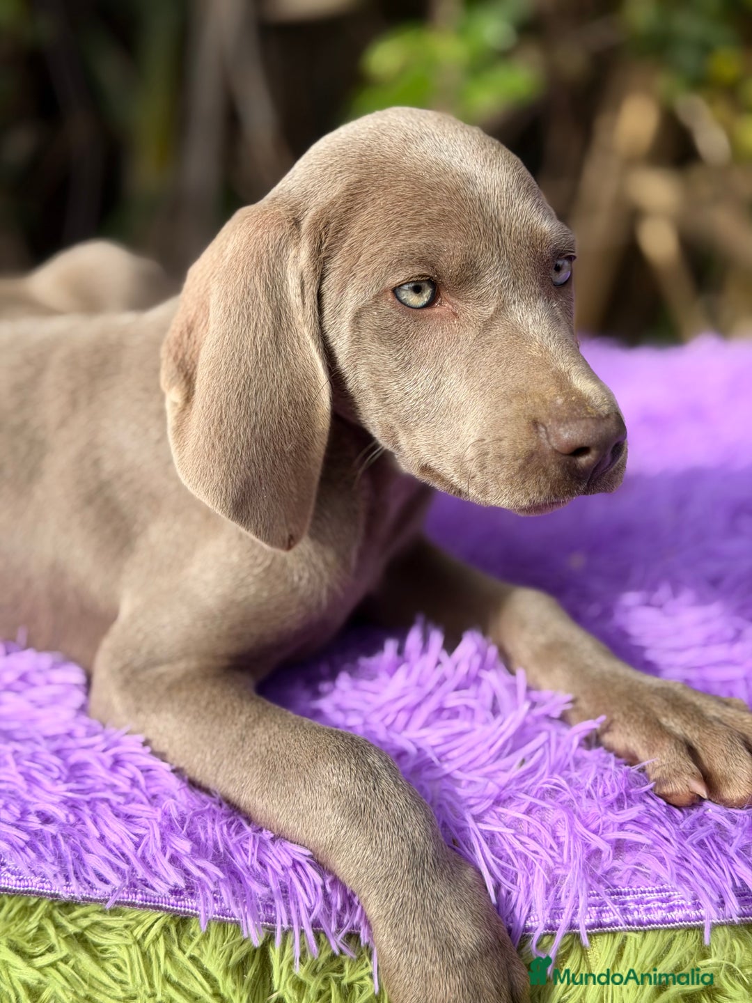 Weimaraner perros en venta: Braco de Weimar disponible - Anuncio 2