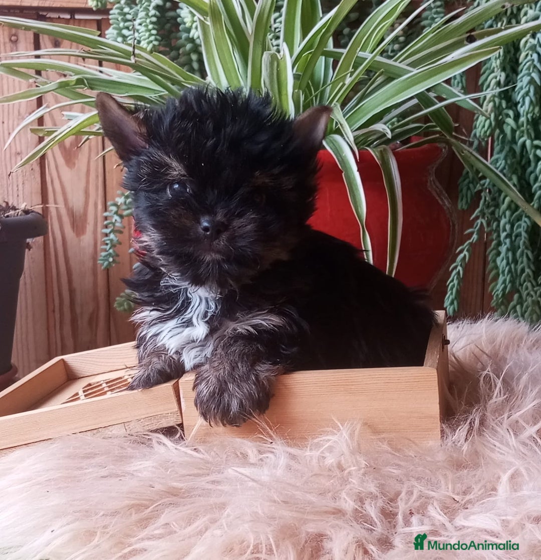 Yorkshire Terrier perros en venta: Cachorro Yorkshire Miniatura  - Anuncio 4
