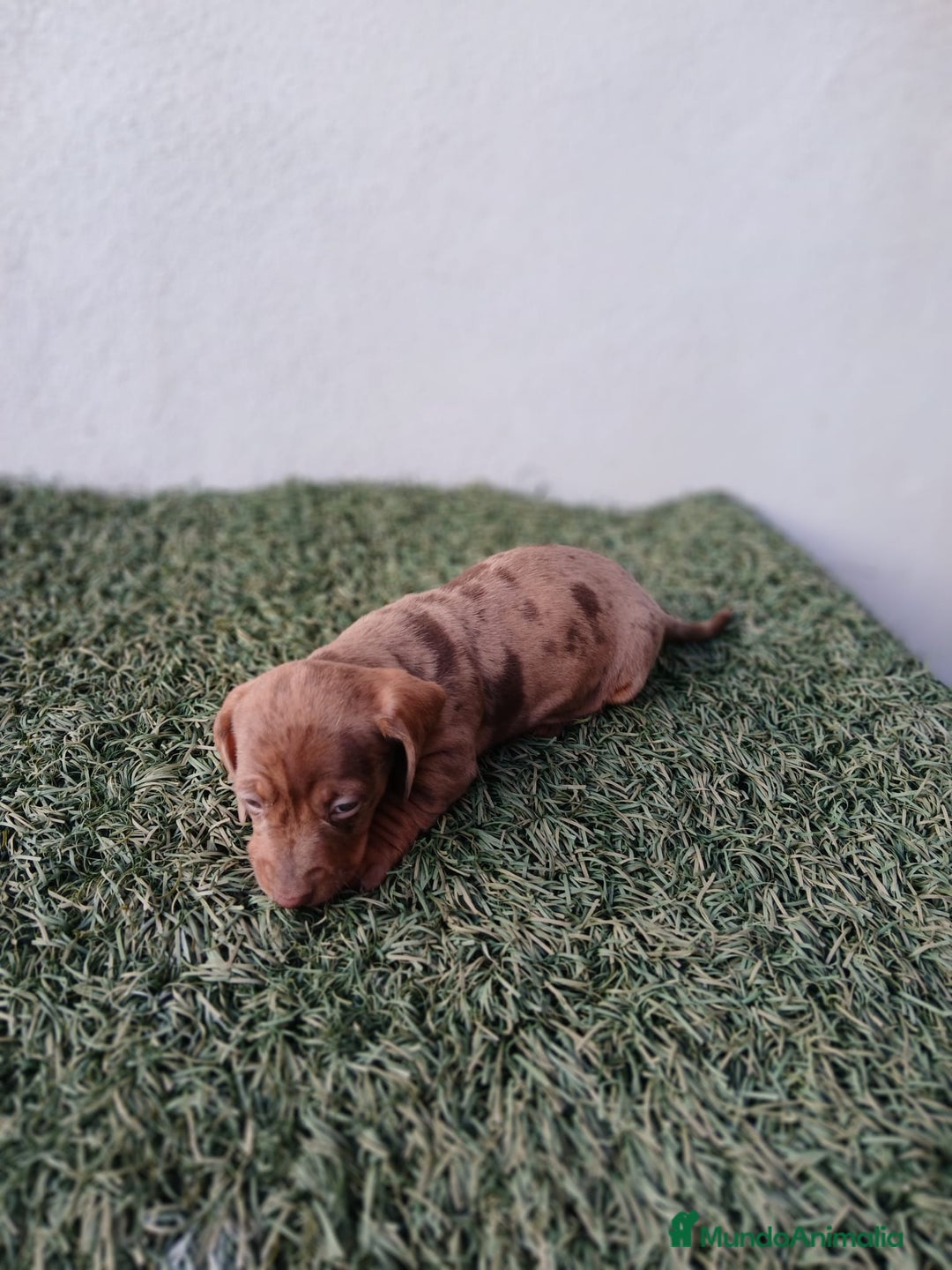Teckel Miniatura perros en venta: camada teckel arlequín y todos los colores  - Anuncio 11