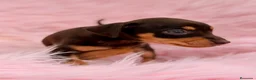 Pinscher Miniatura perros en venta: Minipincher chocolate  - Anuncio 15