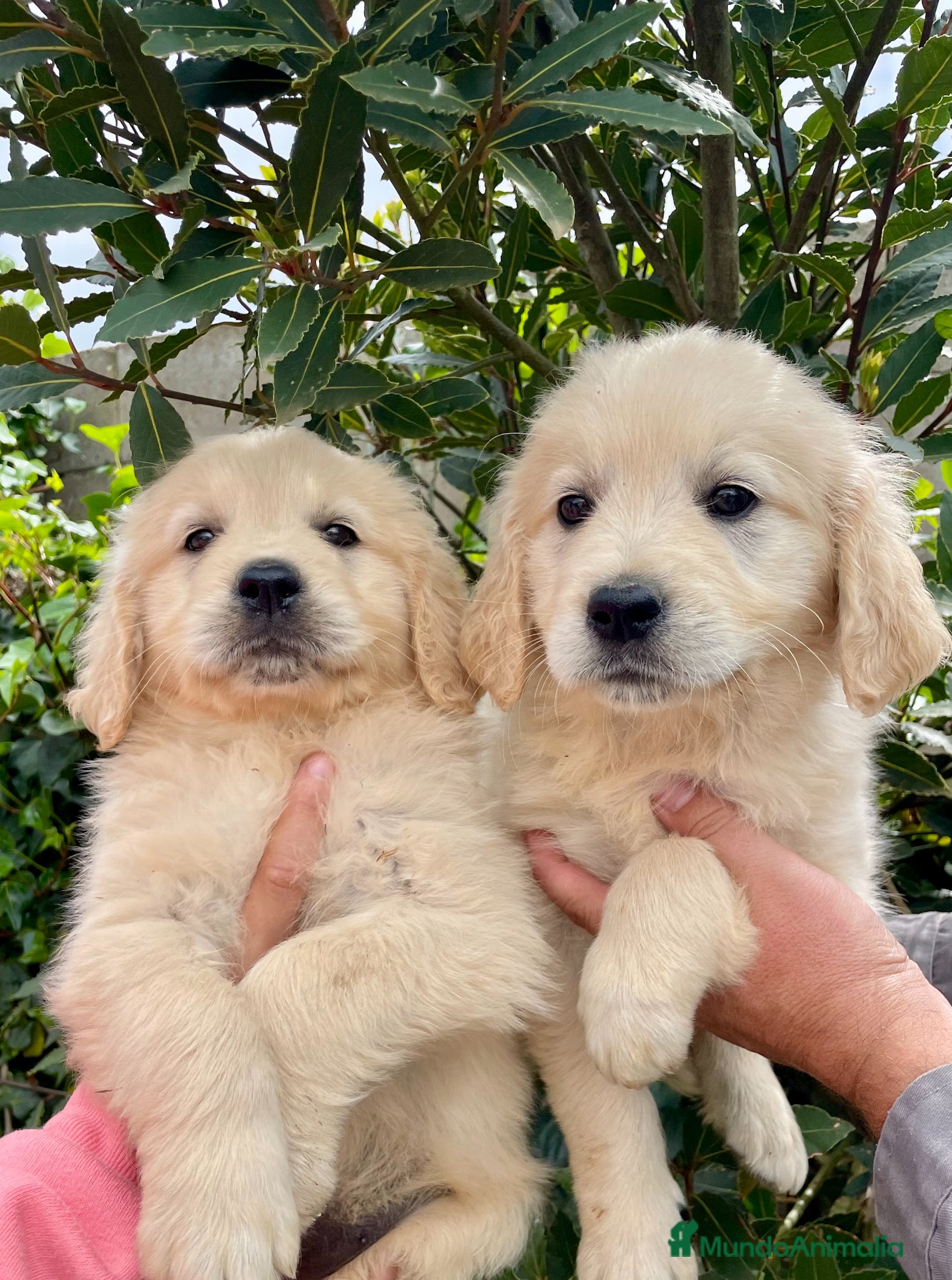 Golden Retriever perros en venta: Golden - Anuncio 1