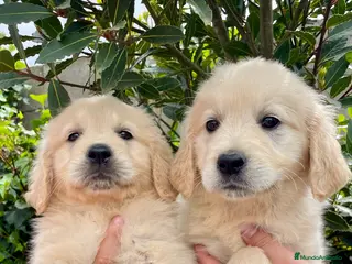 Golden Retriever perros Golden - Anuncio 1
