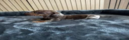 Teckel Miniatura perros en venta: Teckel miniatura chocolate y arlequín chocolate - Anuncio 4