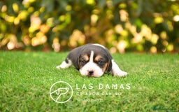 Beagle perros en venta: Beagle tricolor, criados con amor - Imagen 2