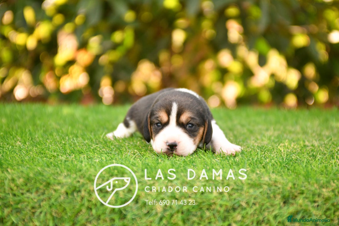 Beagle perros en venta: Beagle tricolor, criados con amor - Imagen 2