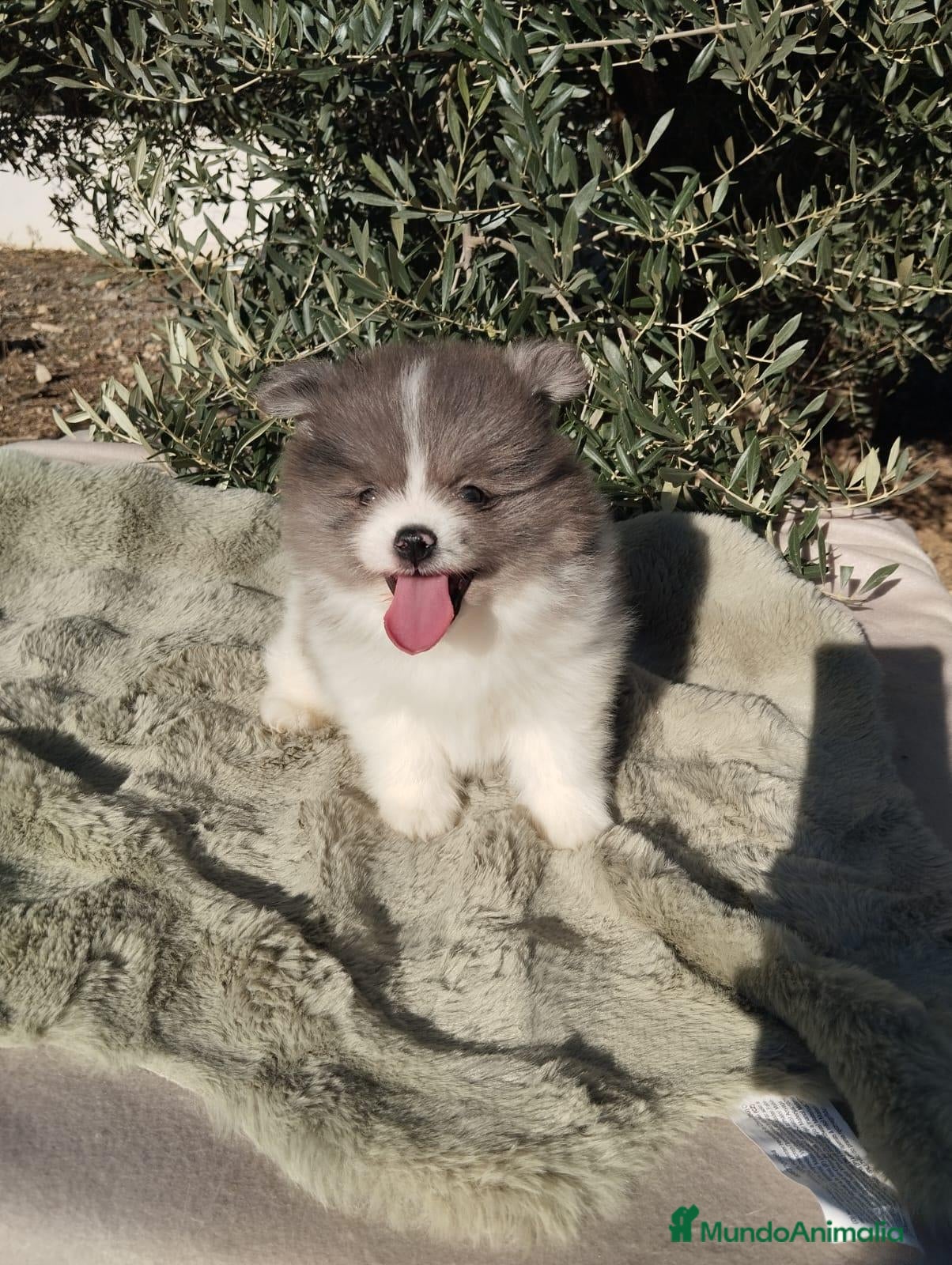 Pomerania perros en venta: Pomeranias Toy - Anuncio 1