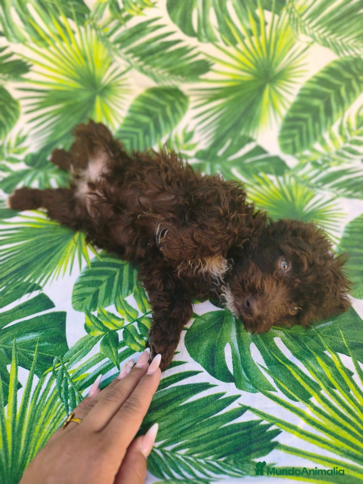Perro de Agua Español perros  listo para entregar ❤️❤️❤️ - Anuncio 4