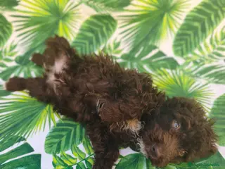 Perro de Agua Español perros listo para entregar ❤️❤️❤️ - Anuncio 4