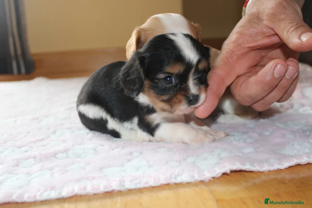 Cavalier King Charles Spaniel perros en venta: Machos de cavalier en Madrid - Anuncio 3