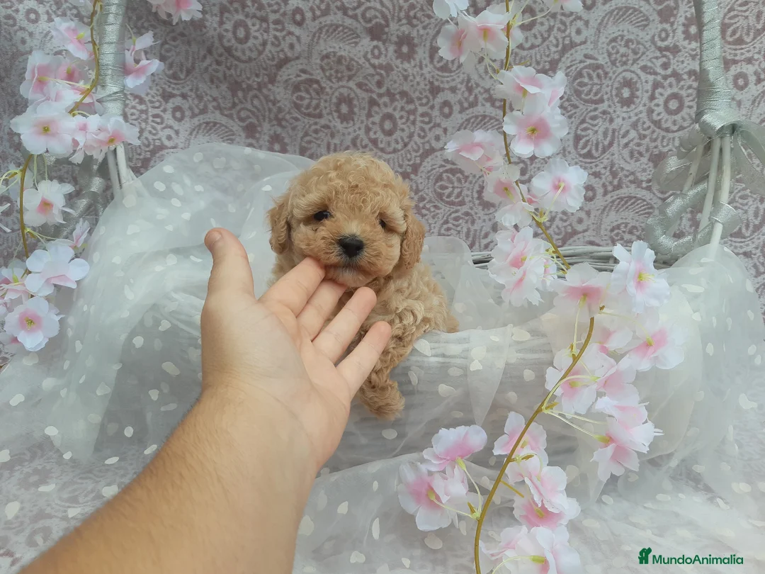 Caniche Toy perros en venta: PRECIOSOS CANICHE  ROJO LINEA TOY - Anuncio 30