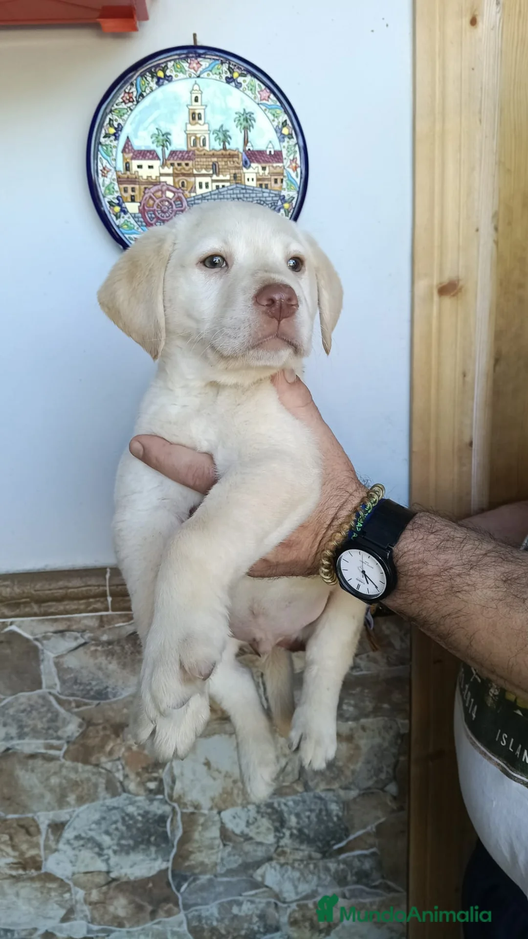 Labrador Retriever perros en venta: Espectacular macho labrador retriever  - Anuncio 3