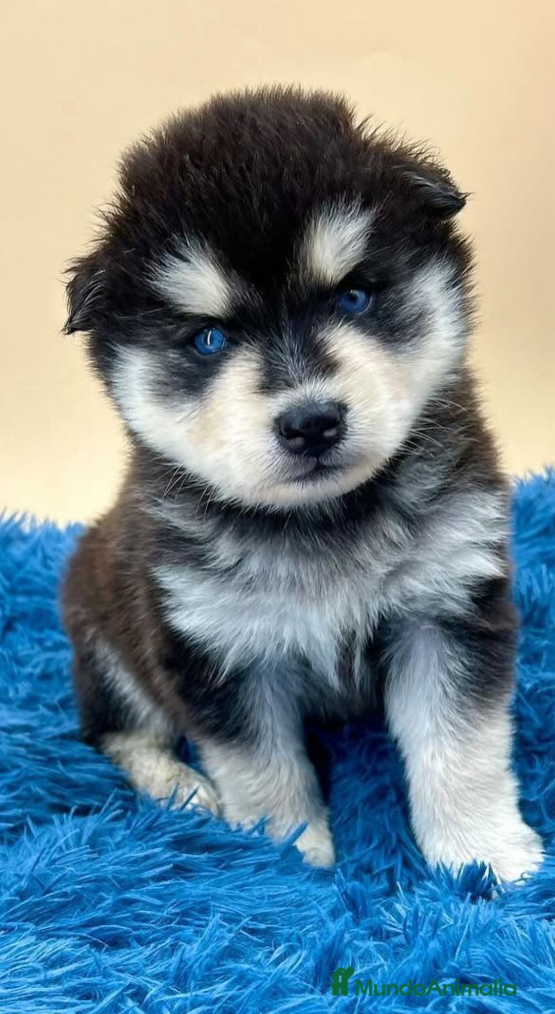 Pomsky perros POMSKY OJOS AZULES - Anuncio 5