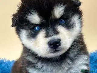 Pomsky perros POMSKY OJOS AZULES - Anuncio 4