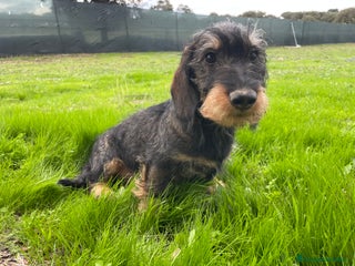 Teckel perros en Badajoz - Anuncio 21