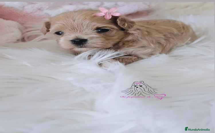 Maltipoo perros - Anuncio 4