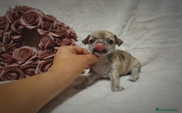 Chihuahua perros en venta: Perro Chihuahua  - Imagen 12