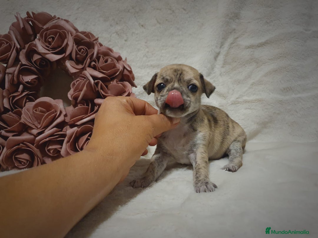 Chihuahua perros en venta: Perro Chihuahua  - Imagen 12