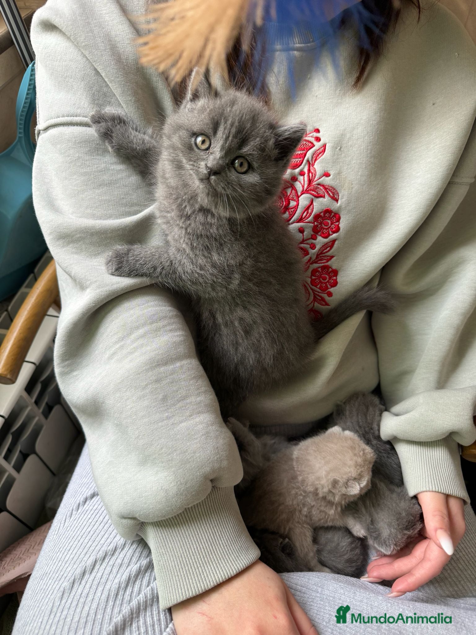 Británico de Pelo Corto Azul gatos BRITISH gatitos ideales  - Anuncio 1