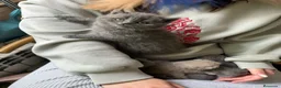 Británico de Pelo Corto Azul gatos en venta: BRITISH gatitos ideales  - Anuncio 1