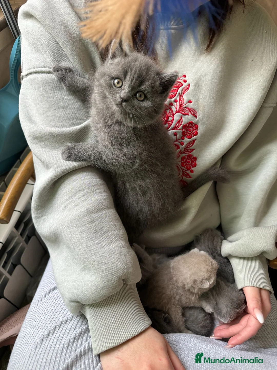 Británico de Pelo Corto Azul gatos en venta: BRITISH gatitos ideales  - Anuncio 1