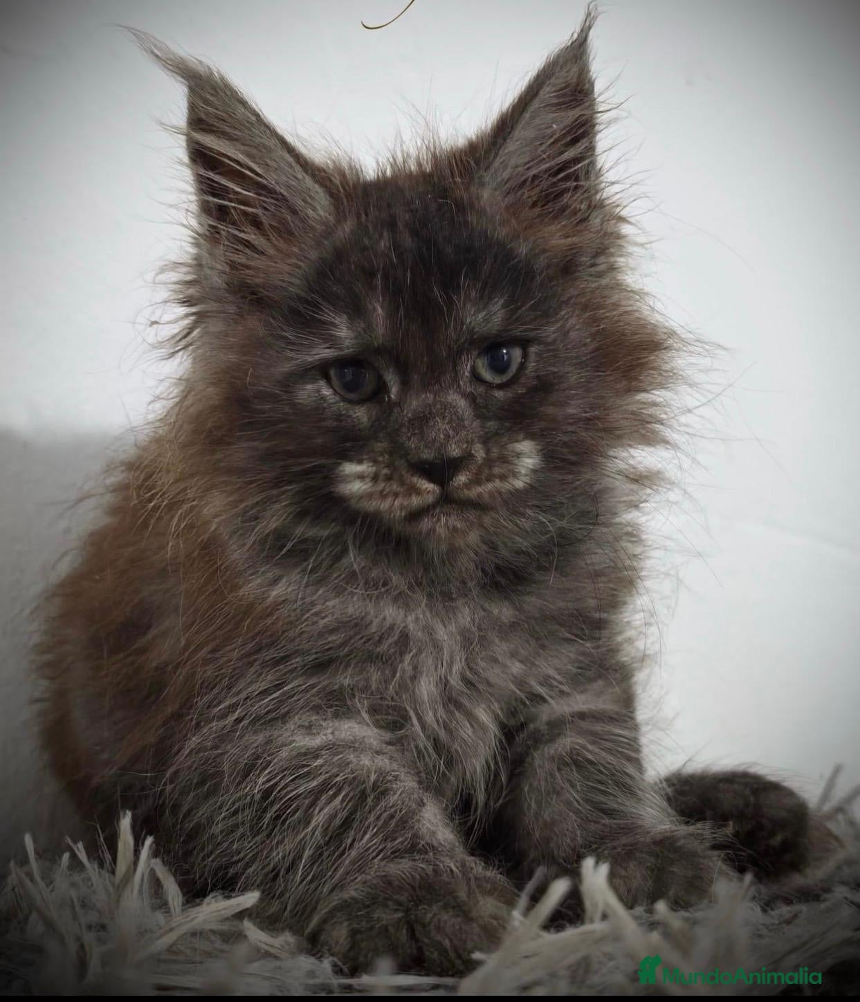 Maine Coon gatos Hembra Maine coon  - Anuncio 2