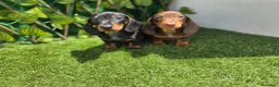 Teckel Miniatura perros en venta: TECKEL MINIATURA & KANNINCHEN CHOCOLATE - Anuncio 3