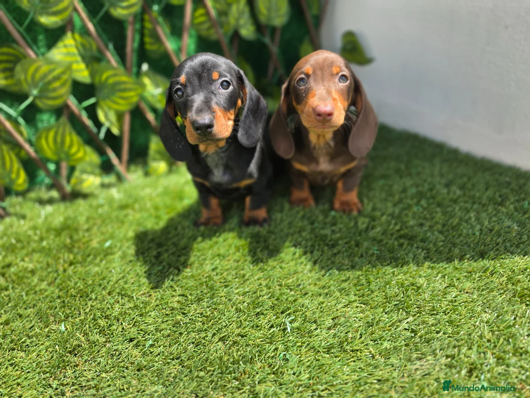 Teckel Miniatura perros en venta: TECKEL MINIATURA & KANNINCHEN CHOCOLATE - Anuncio 3