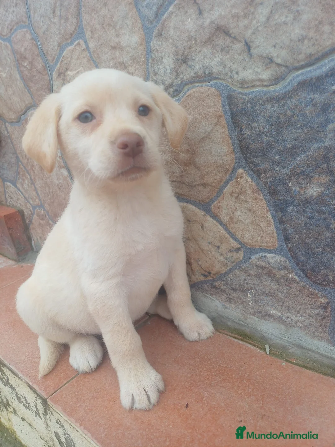 Labrador Retriever perros en venta: Macho de labrador retriever  - Anuncio 1