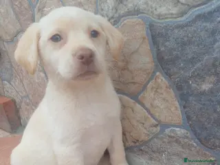 Labrador Retriever perros Macho de labrador retriever - Anuncio 1