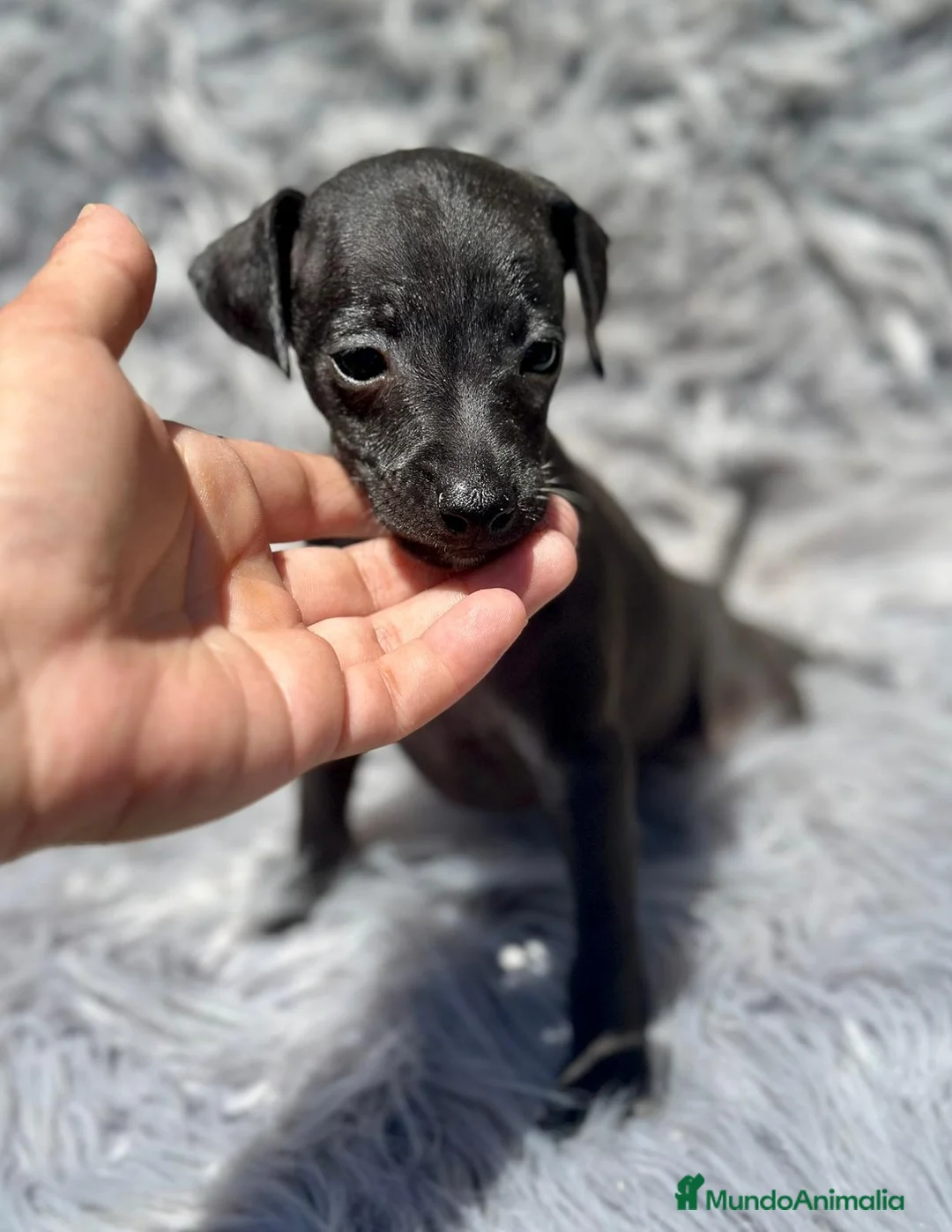 Pequeño Lebrel Italiano perros en venta: Piccolo italiano macho  - Anuncio 1