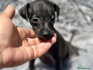Pequeño Lebrel Italiano perros Piccolo italiano macho - Anuncio 8