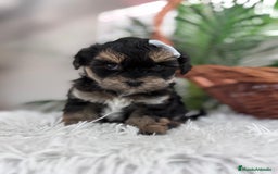 Raza Mixta perros en venta: YORKIPOO - Anuncio 5