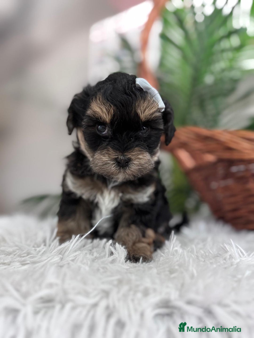 Raza Mixta perros en venta: YORKIPOO - Anuncio 5