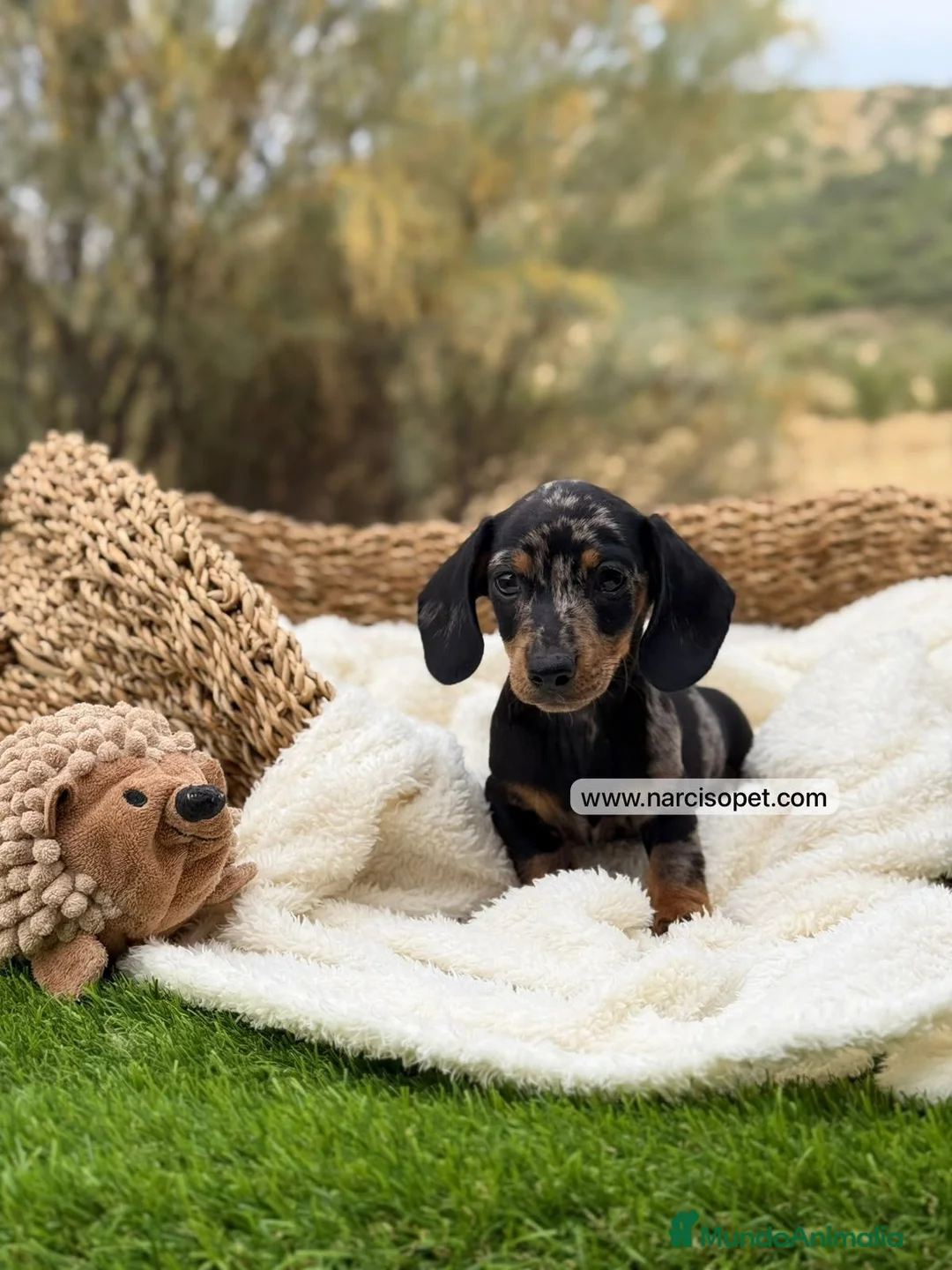 Teckel Miniatura perros en venta: TECKEL MACHO - Anuncio 7