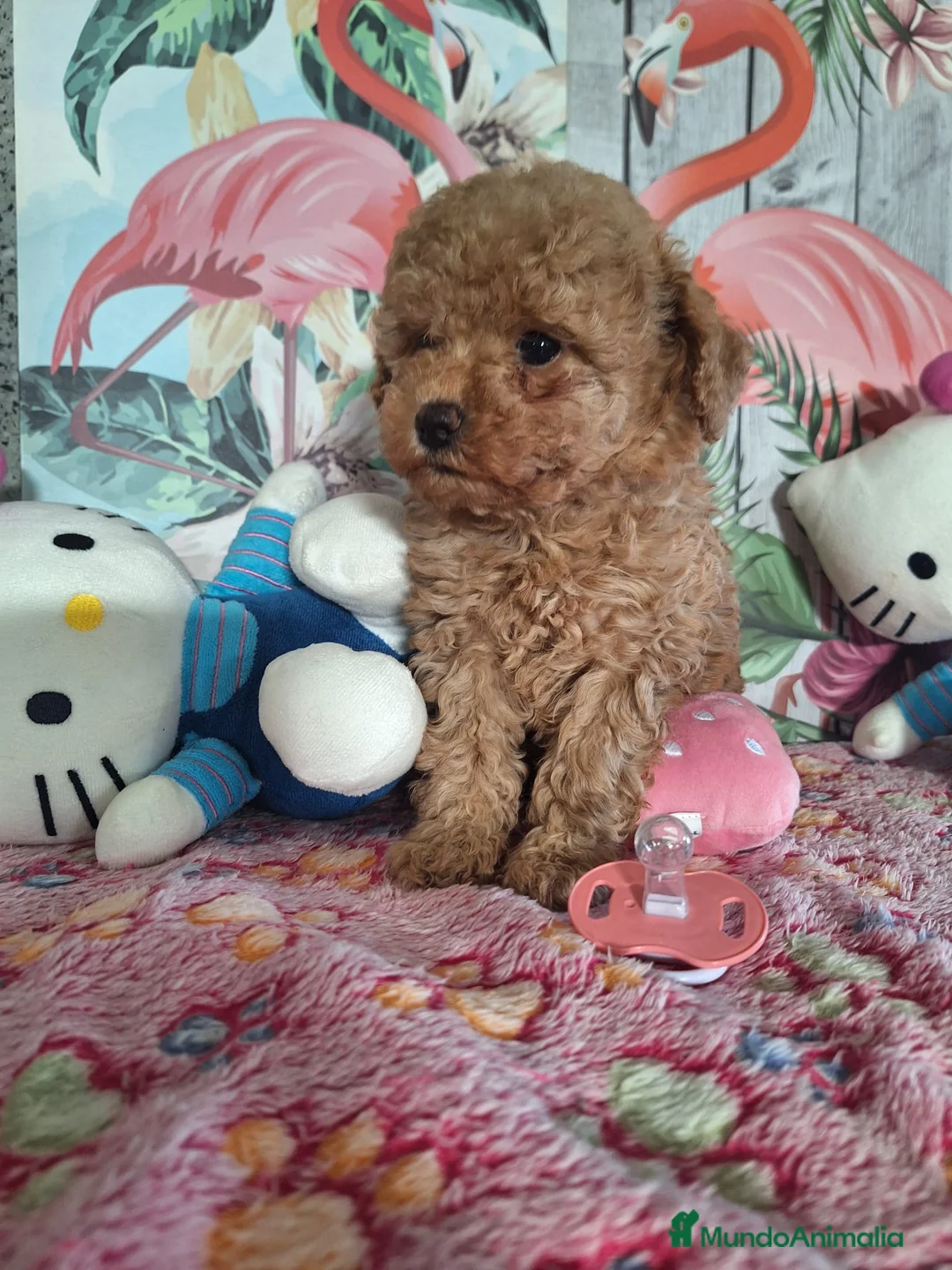 Caniche Toy perros en venta: Cachorro de Caniche Toy - Anuncio 2