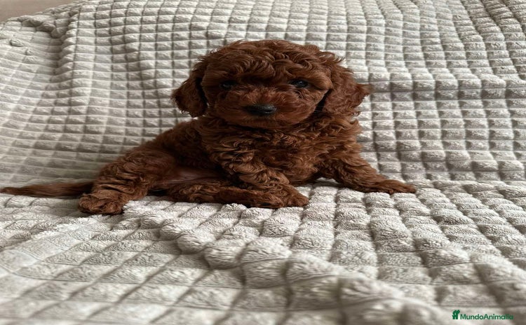 Caniche Toy perros - Anuncio 1