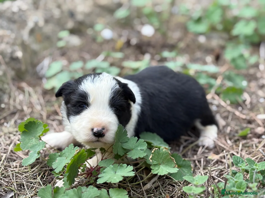 Border Collie perros en venta: 🐾🐾 Border Collie tranquilos y equilibrados 🐾🐾 - Anuncio 6