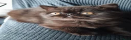 Exótico de Pelo Corto gatos en venta: Macho exótico portador  himalayo negro - Anuncio 1