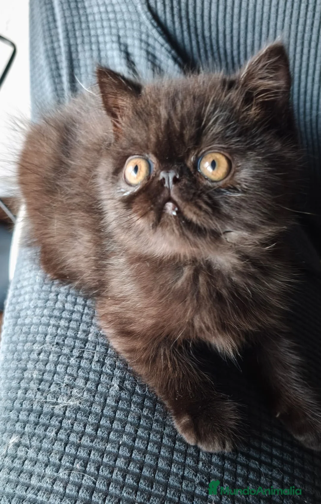 Exótico de Pelo Corto gatos en venta: Macho exótico portador  himalayo negro - Anuncio 1