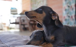 Teckel Miniatura perros en venta: 🔹 TECKEL MINIATURA 🔹 - Imagen 11