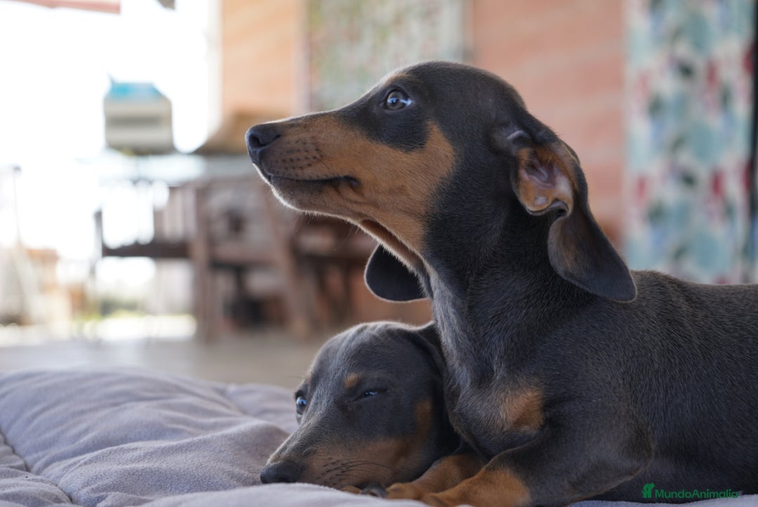 Teckel Miniatura perros en venta: 🔹 TECKEL MINIATURA 🔹 - Imagen 11
