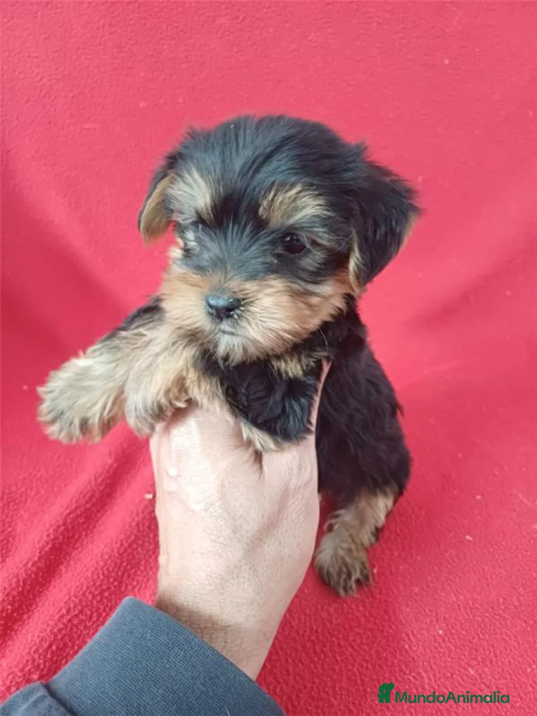 Yorkshire Terrier perros en venta: Yorkshire Terrier Standar  - Anuncio 1