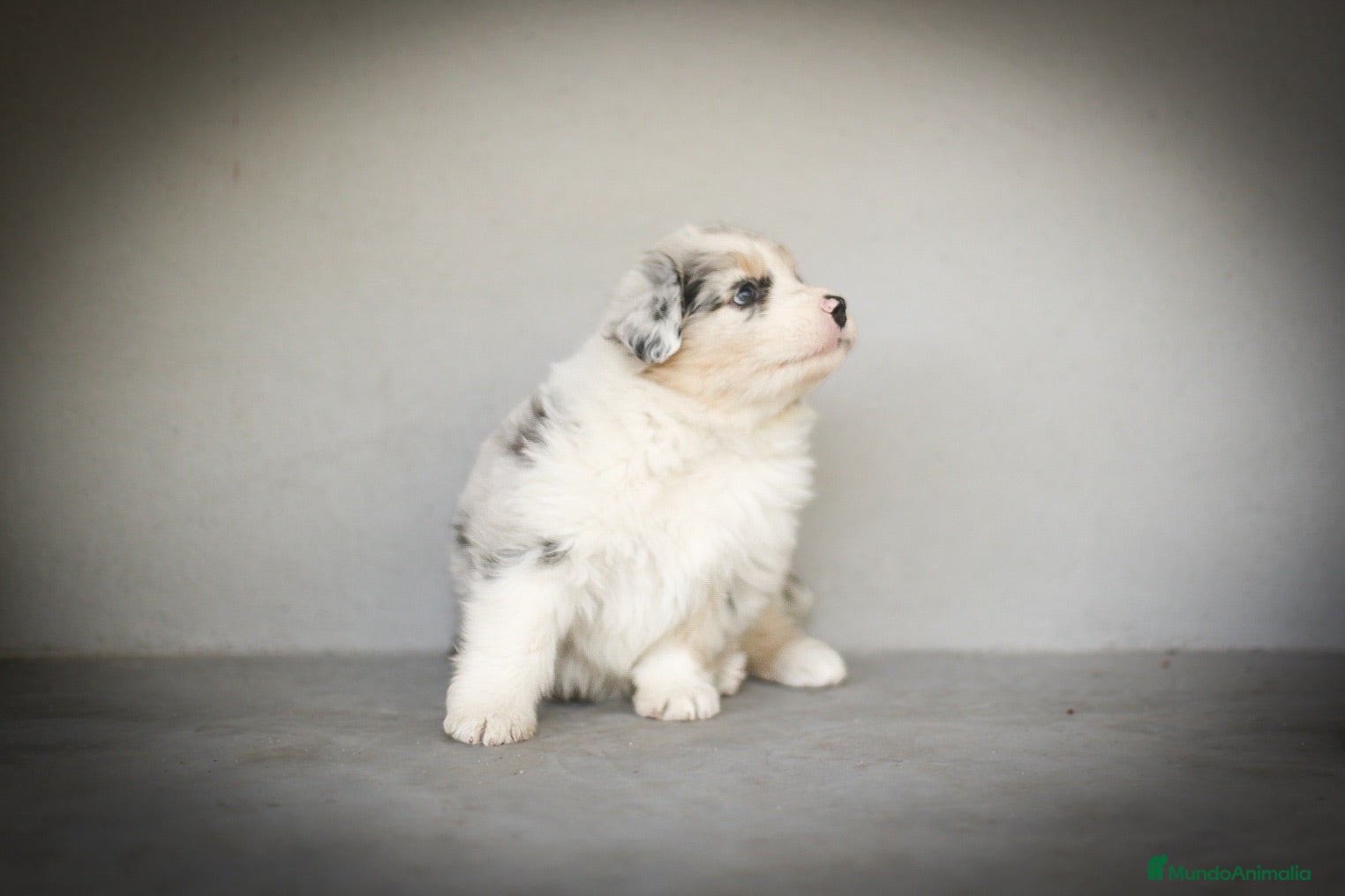 Pastor Australiano perros Cachorros Pastor Australiano - Anuncio 5
