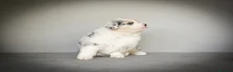 Pastor Australiano perros en venta: Cachorros Pastor Australiano - Anuncio 5