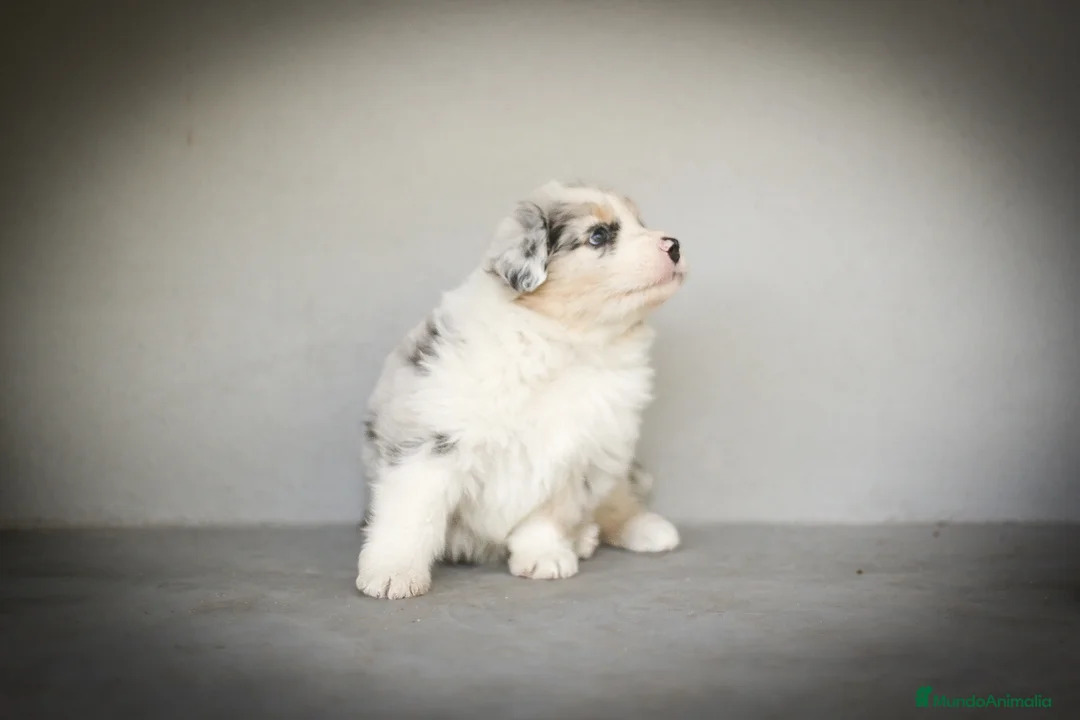 Pastor Australiano perros en venta: Cachorros Pastor Australiano - Anuncio 1
