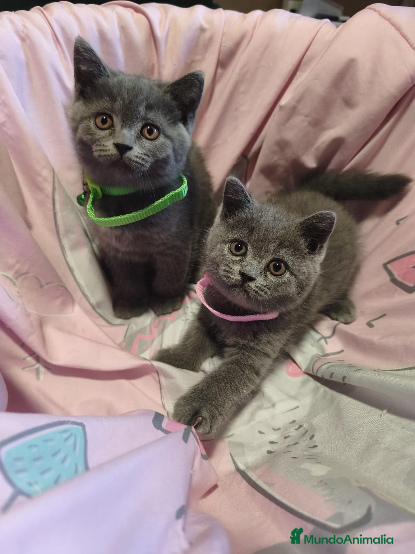 Británico de Pelo Corto Azul gatos British shorthair blue - Anuncio 1