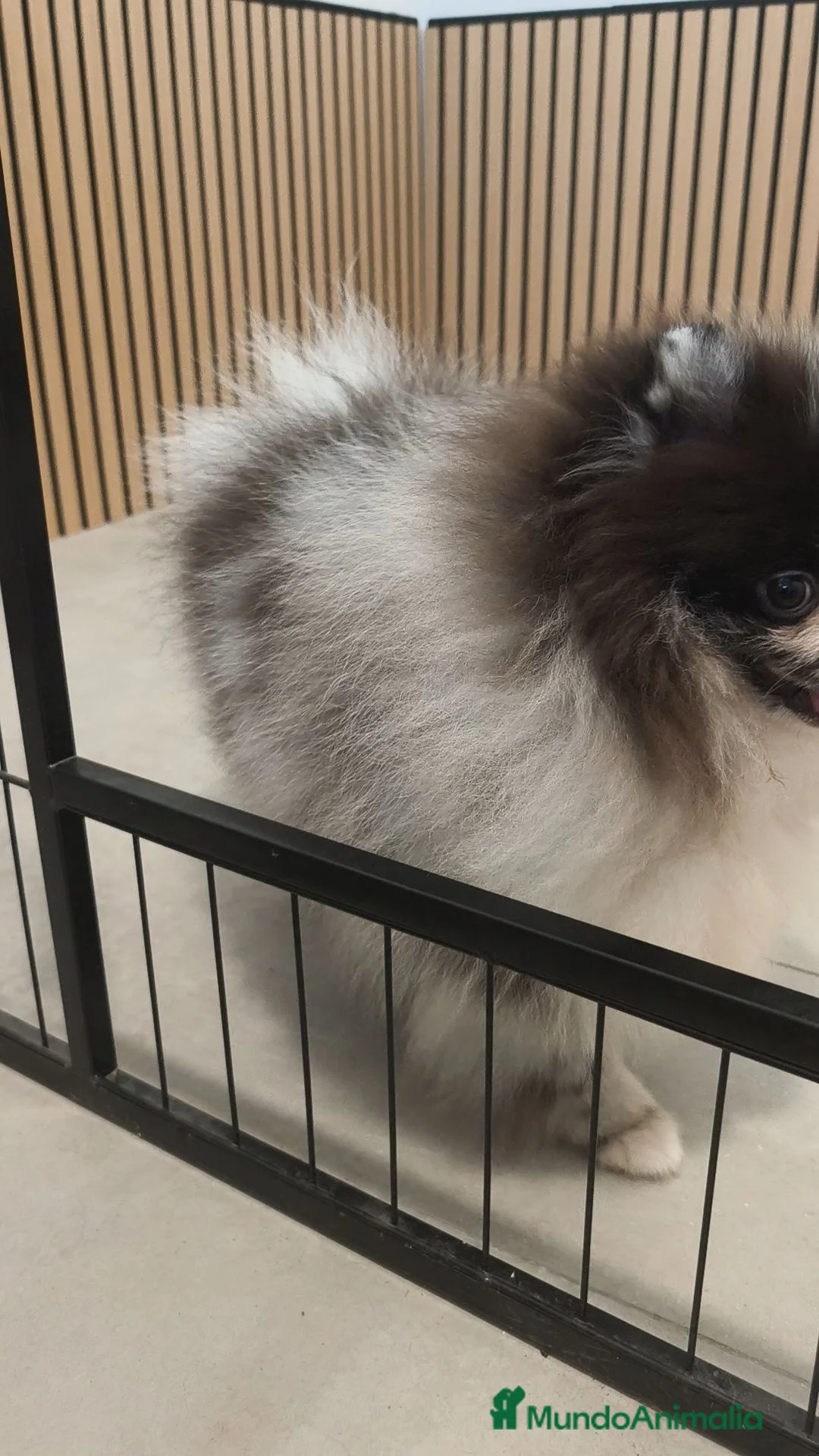 Pomerania perros en venta: POMERANIA Merle ♂️ de máxima calidad  - Anuncio 15
