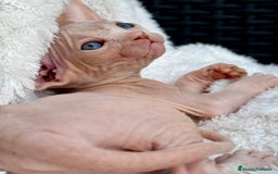 Sphynx gatos en venta: Sphynx gato egipcio  - Imagen 2